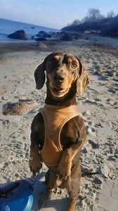 Hot Diggity (Dog Ziggity Boom) - Michael Holiday | Leonard Dillon