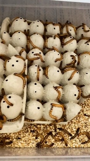 675K views · 4.5K reactions | Merch, superworms, and Lenny ASMR (obviously) Part 2 #fyp #reptiles #lizard #reptilesoftiktok #beardeddragonsoftiktok #beardeddragon #lenny #lizzardlenny #reptile #lizardsoftiktok #beardeddragonsoftiktok #beardeddragon | Lizard & Lenny | Facebook