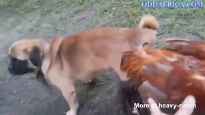 Dog and Hen Mating