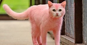 Chú mèo… màu hồng toàn tập