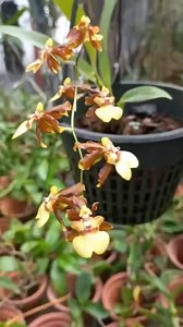 1.7K views · 18 reactions | Oncidium Honey bee and Oncidium Sherry baby...... Both plants with flowers for 2500/= ☎ 0779197116 | Dulshani Orchids | Facebook