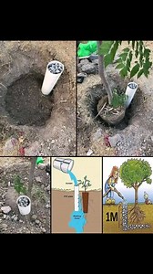 8.4K views · 47 reactions | Innovative Tree Watering with PVC Pipes...