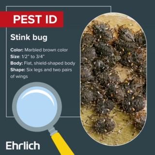 Pest ID: STINK BUGS🔎 Learn to identify stink bugs — the shield-shaped intruders of the insect world! 🛡️ | Ehrlich Pest Control