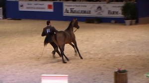 Okay, we have sat on this footage for nearly 18 years! The One Where the Ringmaster didn't get out of the Way! Those in Paris in 2007 may remember the beautiful Layan al Khalediah (Dakharo x Padrons Amour) being shown in the championship class - only the ringmaster didn't get out of the way! This is a wonderful, and rare, 'blooper' from the Arabian showing world, and we thank Philippe Hosay for agreeing for us to finally reveal it to the world after all these years. Enjoy! 📽️ Trevor Mattocks - 