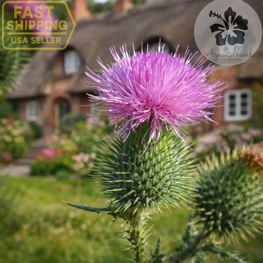 200  Scottish Thistle Seeds – Onopordum Acanthium – Tall Purple Wildflower – Pollinator Friendly – Cottage Garden Accent - Etsy