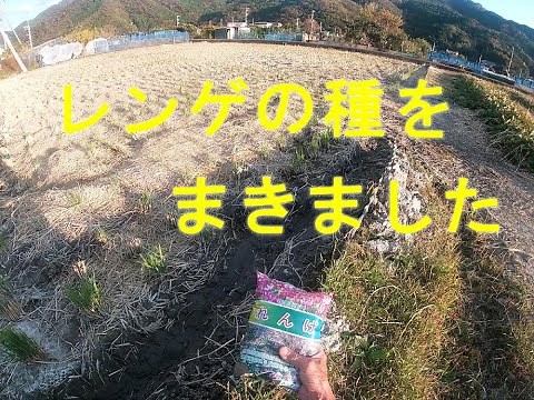 レンゲの種まき 2回目です