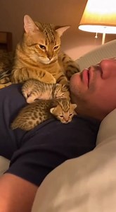 😾💤 Snore detected. Sleep interrupted. Human punished. 👋😂🐱 | ApexVision Productions