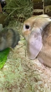 Ui, wir haben schon wieder Kaninchen-Nachwuchs im Tierheim. Fund-Langohr Cordula hat vier gesunde Kinder zur Welt gebracht. Sie ist sehr bedacht darauf, dass ihre Zwerge sich gut ernähren und schickt uns täglich in den Supermarkt, um frisches Gemüse zu kaufen. | Tierheim Bergheim