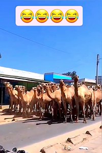 4.4K views · 24 reactions | Funny  #pool #summer #swimmingpool #swimming #poolparty #beach #swim #travel #poolside #ball #pooltime #vacation #relax #love #water #piscina #billiards #holiday #sun #pooldesign #spa #fun #instagood #poolday #luxury #hotel #bikini #nature #photography #summervibes #funny | Afarino Oö | Facebook