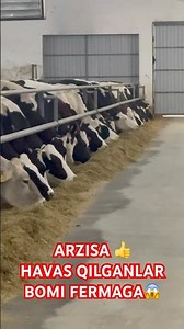 MASHAALLOH #cow #shok #baki #bullfarm