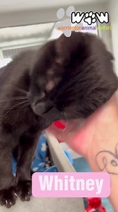 7.2K views · 1.5K reactions |  Whitney   “I will always love...