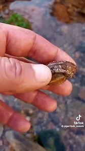 69K views · 2.6K reactions | #موسم_الاصطياف_2024 #التنوع_البيولوجي Oreille de mer Haliotis tuberculata تجدون التصنيف في التعليق الاول  | المحافظة الوطنية للساحل - ولاية تيبازة | Facebook