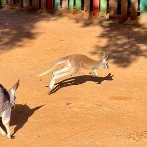 Baby Kangaroo Zoomies! Zander is a little fuzzy ball of energy! 🦘💨💨 | San Antonio Zoo