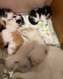 Kiki’s delivery service kittens Born 21Jan24 Ursula (f, calico) Jiji (m, our Jiji was obviously held by his tail and dunked in white paint by another witch… white w/black tail) Osono (m, white w/orange tail) Fukuo (m, orange & white) Tombo (m, smudged nose with the “bald” white head with black down his head ) Kokiri (f, b&w) The first 3 weeks the kittens cannot process food so they need to get their nutrients from her or kitten replacement milk (never cow’s milk) if mom is not producing enough o