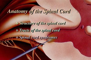 Anatomy of the Spinal Cord  Structure of the spinal cord Tracts of the spinal cord Spinal cord syndromes - SlideServe