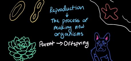 Sexual and asexual reproduction