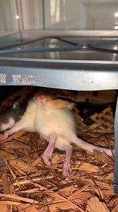 Bushmaster ( Lachesis muta) eating. | Kentucky Reptile Zoo