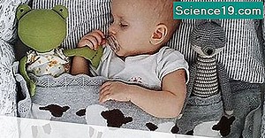 Ποιες είναι οι φυσικές προσαρμογές μιας αρκούδας Koala; 💫 Επιστημονική Και Δημοφιλή Ιστοσελίδα Πολυμέσων. 2025