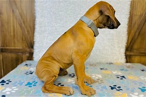 Mila - Rhodesian Ridgeback Puppy 21143B