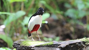 How about a stunning looking Pitta species from Maluku, Indonesia. This is the Ivory-breasted pitta (Pitta maxima) known locally as Paok Halmahera. © Mehd Halaouate - birdingindonesia.com | Birding Indonesia