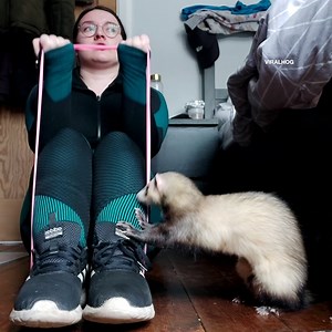 Ferrets are little rascals 😈 | Furry Tails