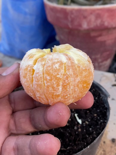 How to Grow an Orange Tree from Seeds