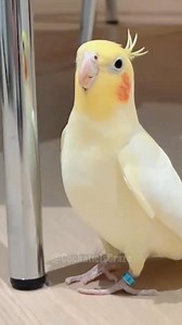 Tweety the adorable cockatiel is really putting in the effort to sing opera! 🎶🦜🥳 #cockatielscraze #CockatielLove #BirdsOfInstagram #FeatheredFriends #PetBirds #CockatielCare #AvianAdventures #BirdWatching #CutePets #BirdLovers #FeatheredCompanions #CockatielLife #AvianEnthusiasts #BirdVideos #PetBirdCommunity #ChirpyCharmers #CockatielsCraze | Cockatiels Craze
