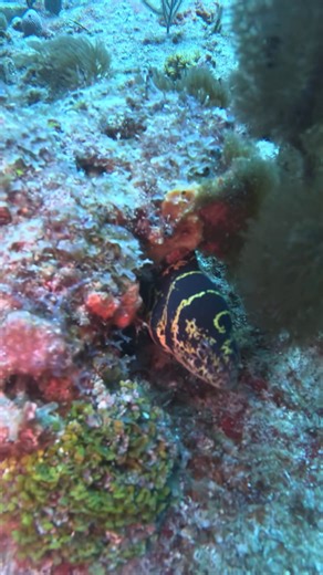 Meet a Chain Moray Eel… Call us at (954) 783-2299 or book online your next dive southfloridadiving.com #scuba #scubadiving #diving #turtle #nurseryreef #sfdh #cityofpompanobeach #southflorida #florida #divelife #diveboat #divedivedive #padi #sdi #letsgodiving #wreck #reef #alwaysdiving #underwater #ocean #sea #adventure #livingthedream #scubaaddict #belowthesurface #reefdiving #wreckdiving #driftdiving #morayeel #eel | South Florida Diving Headquarters - Pompano Beach