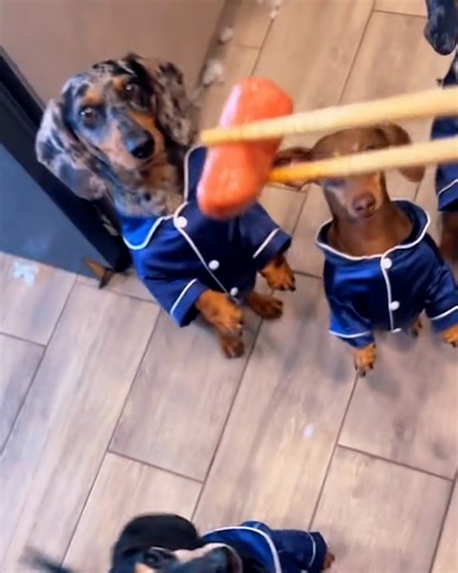 Making breakfast for eight Weens 🐶 | LADbible Australia