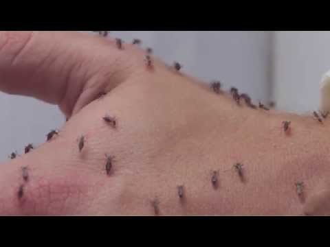 Mosquitoes feed on Human