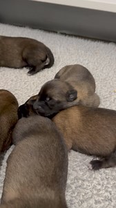 Callaway Cam Ot Vitosha X Aspen Ot Vitosha ❤️ | Ot Vitosha Malinois & Premier Protection Dogs