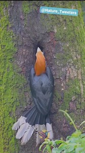 The Rufous-necked Hornbill: A Mysterious Meal in the Canopy!!! #wildlifephotography #rufous #hornbill #naturetweeters | Nature-Tweeters