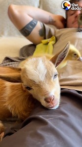 Teeny baby goat asks for kisses from a dog 10x her size 💖 | Little But Fierce by The Dodo