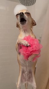 Shower concert 🤣 #chihuahua #singer | Paul Santos