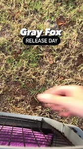 The Gray Fox is a species found throughout the state of Florida with more abundant populations in the northern part of the state. As a member of the canid family, this species is nicknamed the “tree fox” because of their unique ability of climbing trees. This patient (23-1242) was transported by a citizen with concerns the fox was sick. Clinic staff conducted a full intake exam and concluded she was very alert and had no obvious injuries. Based on her demeanor, an ultrasound was conducted and co