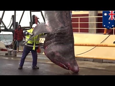 Shark! Rare, giant 40-foot basking shark caught off southern Australia - TomoNews