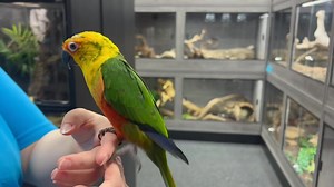 🧡🧡🧡🧡 Jenday Conures 🐥🐥🧡🧡🧡🧡 They are hand reared, silly tame and have brilliant personalities ❤️ We have a wide selection of suitable cages instore and a huge variety of toys and accessories to keep your feathered friends happy and healthy! 😍 Aswell as Marp recommended setups which include everything you’d need to get started as-well as a uvb light unit for essential vitamin d3! ☀️ Call Or Message For Prices 👍🏻 Open 7 Days A Week Free Parking Outside The Store 🚘 5 Star Pet Shop Lice