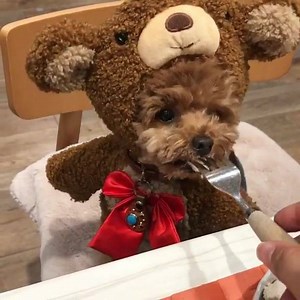 Teddy bear or dog? 😍 | Camp Thailand