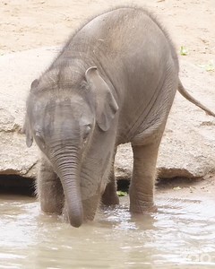 One. Two. Three! 🐘 See our gorgeous baby elephant trio as they begin to explore, learn, and grow. | Zoos Victoria