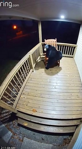 Ring Floodlight Cam 02:11 AM, adult black bear climbs three porch steps, sits perfectly in wooden rocking chair🤨 | Bright Paws Living
