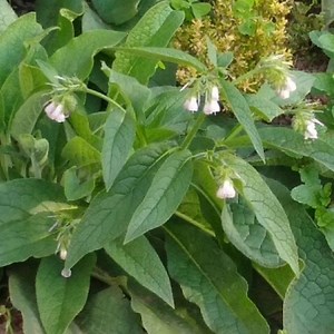 184K views · 4K reactions | Mitos e verdades sobre o confrei | Canal Andre Resende | Facebook