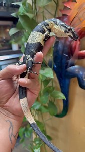 336 reactions · 3 comments | Bell’s phase lace monitor (Varanus varius) is a rare naturally occurring and highly coveted color morph of the Australian lace monitor recognized by its bold high contrast black and white banded pattern. These large arboreal lizards can grow to 6–7 feet in length making them Australia’s second largest monitor species. #bellsphaselacemonitor #varanusvarius #reptile #lizard #reels | JTK Reptiles | Facebook