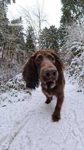 486K views · 17K reactions | Smack My Zoomies Up, Freezing Paws Edition @insta360 @insta360snow #cockerspaniel #zoomies #insta360awards #insta360snowchallenge #insta360 | Lotties Win | Facebook