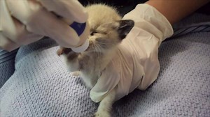 Http: / /www. Hssv. Org/fb-donate | Mutual Rescue