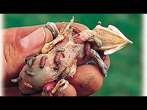 Removing Larvas Botfly & Mango Worms Compilation