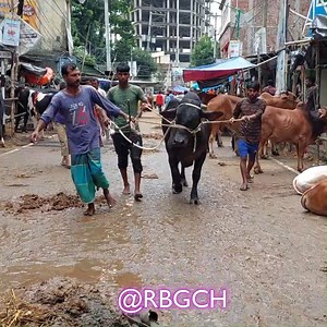 Back Beast Entry in Zinzira Bazar Gorur Haat 😈😈 - #rbgch #beast #cow #zinzirabazar | Rahmatganj Birat Goru Chagoler Haat