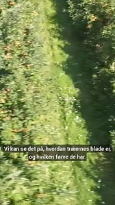 Regionens frugtavlere jubler over årets høst 🍎 | TV2 ØST