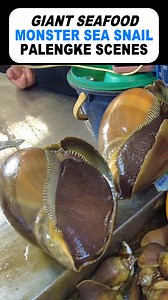 2.9K views · 26 reactions | Giant Sea Snail in Estancia Public Market | Iloilo | #seasnail #snail #shell #seashell #nature #sea #sealife #seashells #shells #ocean #photography #underwaterphotography #seasnails #beach #macrophotography #marinelife #scubadiving #seaslug #naturephotography #art #gastropod #marinebiology #snails #oceanlife #nudibranch #underwaterlife #underwaterworld #seacreatures #beachcombing #scuba | Kadang Pinas Tours | Facebook