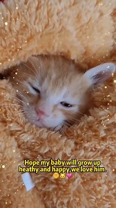 Poor little kitty | Hope For Pets