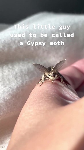 Understanding Lymantria Dispar: The Spongy Moth